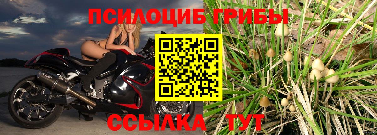 Камень-на-Оби  где можно купить   Вход с VPN  Псилоцибиновые грибы прущие грибы 